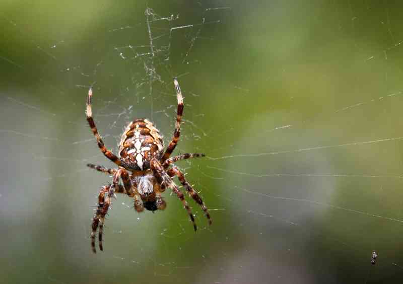 european garden spider - arthropods with detailed facts including diet, lifespan, weight and habitat information